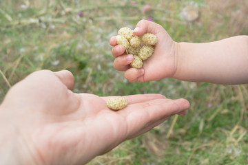 Naklejka na ściany i meble Baby gives a handful of white mulberry to the mother's hand on green grass background