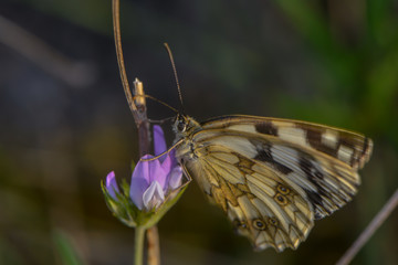 Schachbrettfalter auf einer Lavendelblüte