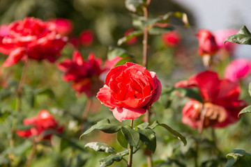 Red roses in the garden