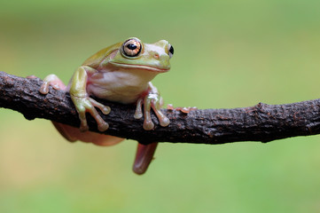 dumpy frog, frogs, tree frog, 
