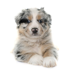 Fototapeta premium puppy australian shepherd