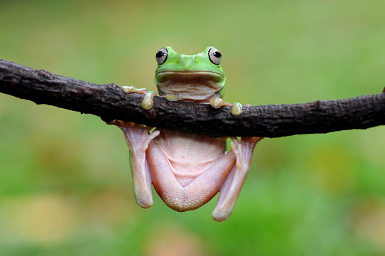 dumpy frog, frogs, tree frog, 