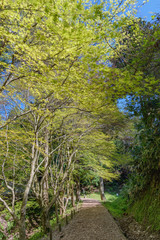 史跡七尾城跡　新緑の森