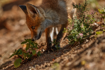 Red Fox, Vulpes vulpes, beautiful animal near the forest with flowers, in the nature habitat, summer sun with nice light, Europe.