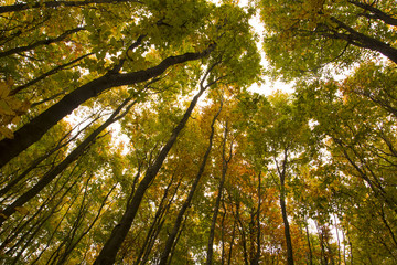 Tall trunks of autumn trees in forest