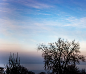 Fototapeta na wymiar Tree silhouette with a beautiful blue sky in the background