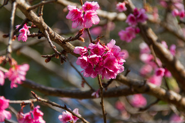 Cherry blossom , sakura flowers