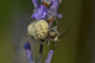 Jagdspinne bewacht ihren Kokon