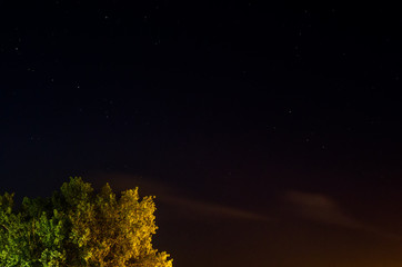 Tree under nighttime starlit sky with ample copy space