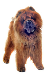 chow chow