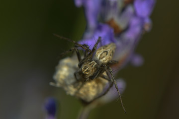 Jagdspinne bewacht ihren Kokon