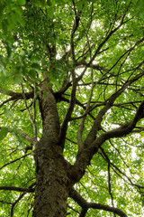View under the tree background