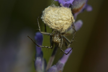 Jagdspinne bewacht ihren Kokon
