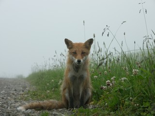 濃霧の高原とキタキツネ