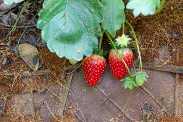 Strawberries in the field