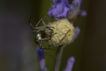 Jagdspinne bewacht ihren Kokon