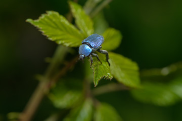 Blauer Käfer Hoplia Coerulea