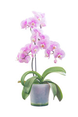 Pink orchid in flowerpot