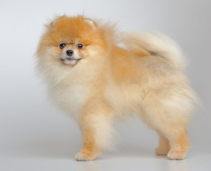 Portrait of red puppy of german spitz