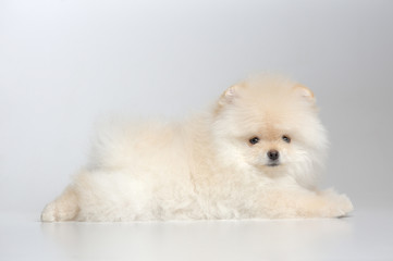 Portrait of cream puppy of german spitz