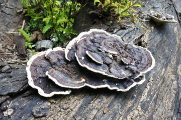 Mushrooms in the forest of Indonesia