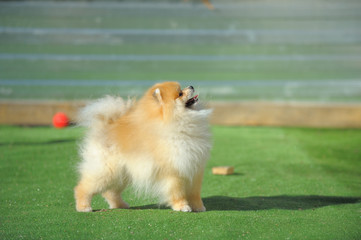Portrait of red puppy of german spitz