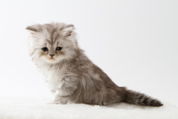 Portrait of Scottish Straight long hair kitten sitting against a white background