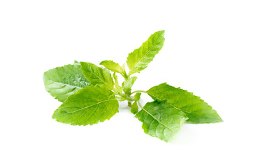 closed up of Holy basil leaf isolated on white