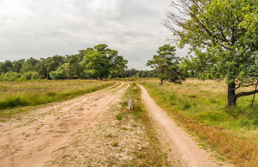 Fototapeta na wymiar Curved sandy path in a nature reserve