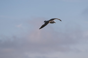 Flying seagull over blue sky.