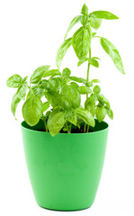 Fresh Green Basil