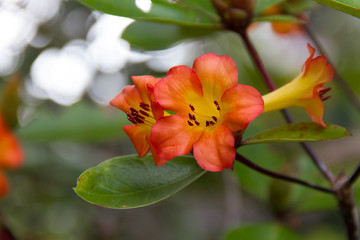 Orange Flower