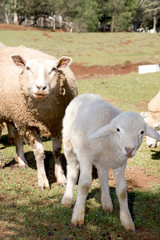 Obraz premium Fazenda de ovinocultura