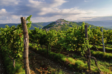 Motovun and vineyards, Istria, Croatia.