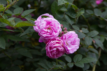 pink roses in the garden