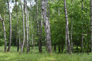 Birch Grove in the morning sun, wildlife, beautiful summer landscape