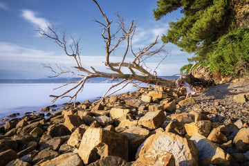Old tree on the beach at Debeli rtic beach, Slovenia.