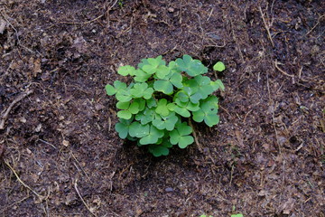  Clover growing in a clearing in the woods