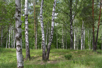 Obraz premium Birch Grove in the morning sun, wildlife, beautiful summer landscape 