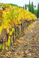 autumn vineyard