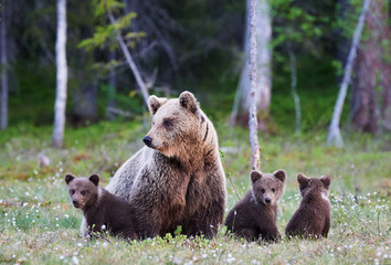 Mummy bear and her three little puppies © lucaar