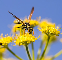 Wasp on yellow flower in nature