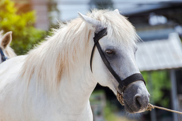 White Horses in the green field at garden,nature