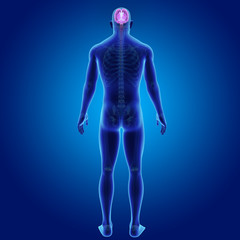 Brain with skeleton posterior view