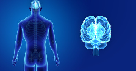 Brain zoom with skeleton posterior view