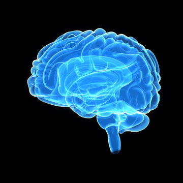Brain lateral view