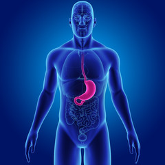 Stomach with organs anterior view