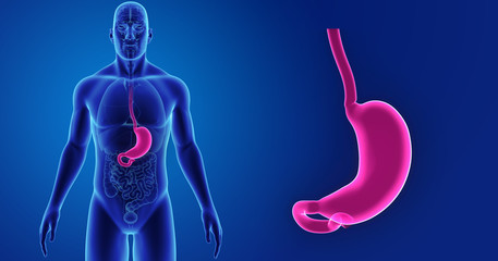 Stomach zoom with organs anterior view