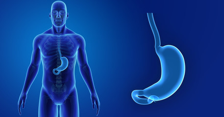 Stomach zoom with skeleton anterior view
