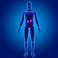 Urinary system with body anterior view